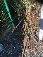 Aanmaakhout, Tuin en Terras, Ophalen, Takken
