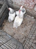 2 kip 1 haan, Dieren en Toebehoren