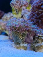 Euphyllia paraancora bicolor, Dieren en Toebehoren