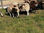 Baggerbonte schapen te koop, Dieren en Toebehoren, Mannelijk, Schaap, 0 tot 2 jaar