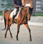 Duits sportpaard, Dieren en Toebehoren, Ruin, 170 tot 175 cm, L, Recreatiepaard