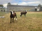 zwartbles schapen, Dieren en Toebehoren, Meerdere dieren, Schaap, 0 tot 2 jaar