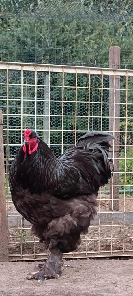 Brahma groothoender Zwart, Dieren en Toebehoren, Pluimvee, Kip