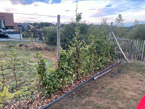 Fagus sylvatica te koop, Tuin en Terras, Planten | Struiken en Hagen, Haag, Beukenhaag, 100 tot 250 cm, Ophalen