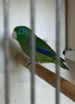 Man Forpus conspicillatus, Dieren en Toebehoren, Vogels | Parkieten en Papegaaien, Mannelijk, Parkiet, Geringd