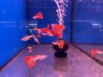 Albino red Lace guppen, Dieren en Toebehoren, Vissen | Aquariumvissen, Vis, Zoetwatervis, Schoolvis