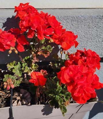 Géranium Pelargonium, Enlèvement