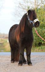 Te koop super gave grote maat zwarte shetlander ruin, Dieren en Toebehoren, Ruin, Gechipt