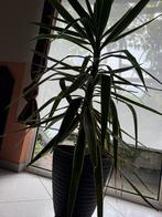 Grote kamerplant met bloempot, Huis en Inrichting, Kamerplanten, Ophalen