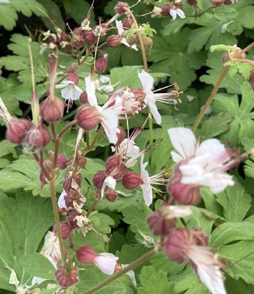 Géranium à fleurs blanc rosé - pot 17 cm, Tuin en Terras, Planten | Tuinplanten, Vaste plant, Bodembedekkers, Lente, Ophalen