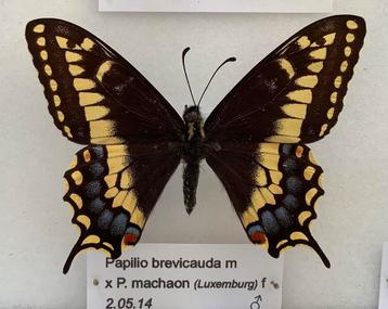 Hybride Papilio machaon beschikbaar voor biedingen
