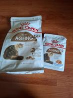 dieren, Ophalen, Kat