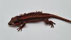 Rhacodactylus Auriculatus Gargoyle gekko