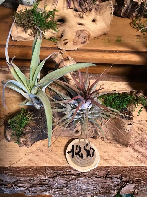 2 Tillandsia sur bois, Maison & Meubles, Plantes d'intérieur, Enlèvement ou Envoi