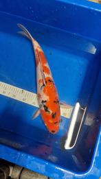 Sanke koi 51cm, Dieren en Toebehoren