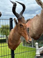 Opgezette kop hartenbeest, Antiek en Kunst, Ophalen of Verzenden