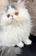kitten Perzische langhaar, Dieren en Toebehoren, Katten en Kittens | Raskatten | Korthaar, Poes, Gechipt, 0 tot 2 jaar