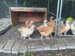 Brahma x cream legbar, Dieren en Toebehoren, Pluimvee, Meerdere dieren, Kip