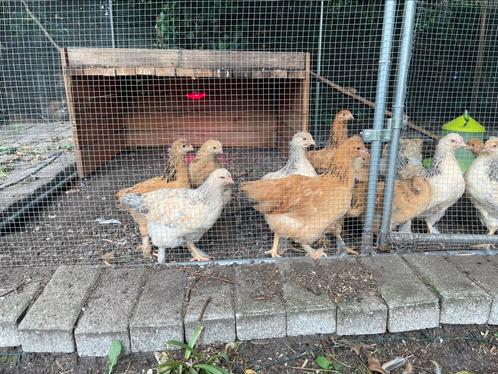 Brahma x cream legbar, Dieren en Toebehoren, Pluimvee, Kip, Meerdere dieren