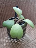 Hoya Kerii, Huis en Inrichting, Kamerplanten, Ophalen of Verzenden
