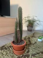 Cactus, Ophalen, Cactus