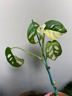 monstera adansonii variegata, Maison & Meubles, Enlèvement ou Envoi