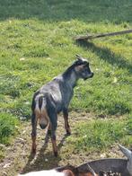 Blauwschimmel bok, Dieren en Toebehoren, Schapen, Geiten en Varkens