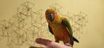 Jeune conure soleil apprivoisé  femelle, Dieren en Toebehoren, Vogels | Parkieten en Papegaaien, Vrouwelijk