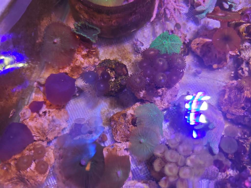 Boutures récifales, Animaux & Accessoires, Poissons | Aquariums & Accessoires, Enlèvement