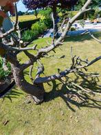 Spectaculair dood hout voor terraria of volière, Ophalen