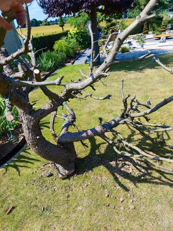 Spectaculair dood hout voor terraria of volière  beschikbaar voor biedingen