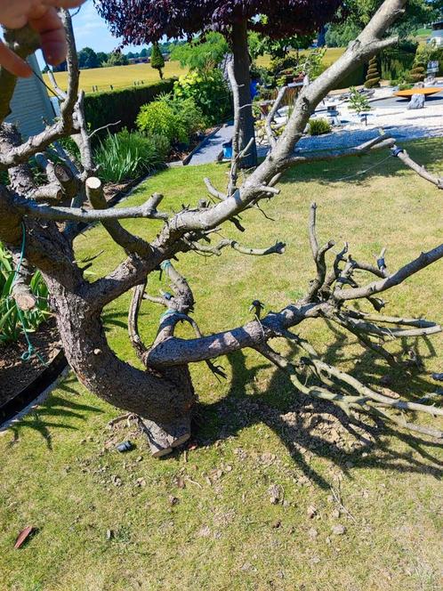 Spectaculair dood hout voor terraria of volière, Tuin en Terras, Planten | Bomen, Ophalen