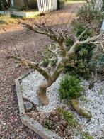 Japanse esdoorn, Tuin en Terras, Ophalen