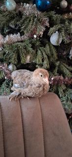 Brahma kriel hennen, Dieren en Toebehoren, Vrouwelijk, Kip