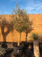 Olivier, Jardin & Terrasse, Enlèvement, Olivier