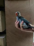 Baby halsbandparkiet / halsband parkiet voor tam te maken, Dieren en Toebehoren, Vogels | Parkieten en Papegaaien, Meerdere dieren