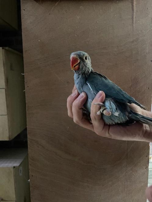 Baby halsbandparkiet / halsband parkiet voor tam te maken, Dieren en Toebehoren, Vogels | Parkieten en Papegaaien, Parkiet, Meerdere dieren
