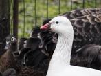 Ganzen, Dieren en Toebehoren, Pluimvee, Meerdere dieren, Gans of Zwaan