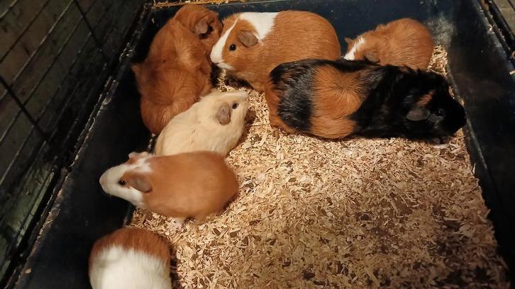 Jonge cavia´s te koop, Dieren en Toebehoren, Knaagdieren, Meerdere dieren, Cavia, Oktober, Tam