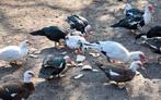 canards barbaries mâle de un an., Dieren en Toebehoren, Pluimvee, Mannelijk