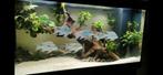Geophagus Sveni (4stuks) juvenile, Dieren en Toebehoren, Vissen | Aquariumvissen, Vis, Zoetwatervis, Schoolvis