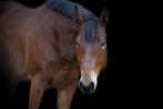 Halve stal gezocht voor quarter ruin, Dieren en Toebehoren, Paarden, Ruin