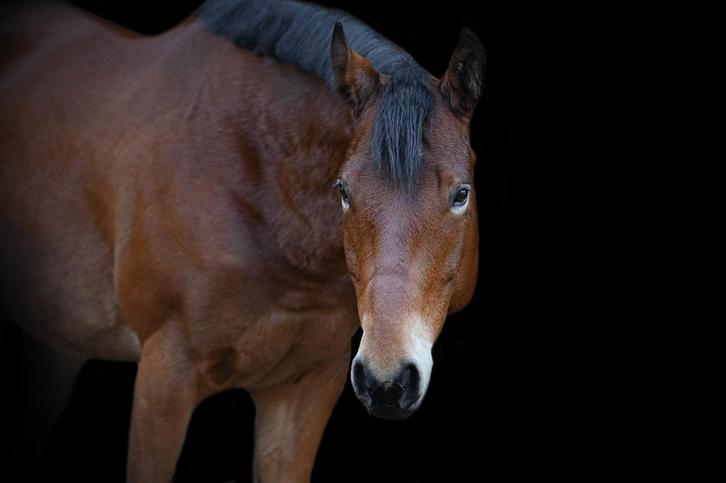 Halve stal gezocht voor quarter ruin, Dieren en Toebehoren, Paarden, Ruin