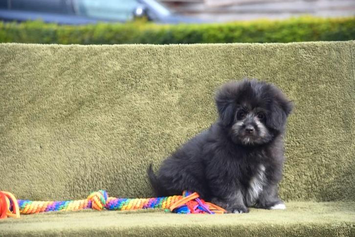 Bicolor Boomertje, Dieren en Toebehoren, Honden | Niet-rashonden, Klein, Meerdere dieren, Fokker | Professioneel, Meerdere, België
