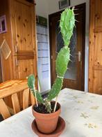 Joli cactus en terre cuite, En pot, Plante à fleurs, Cactus, Plein soleil