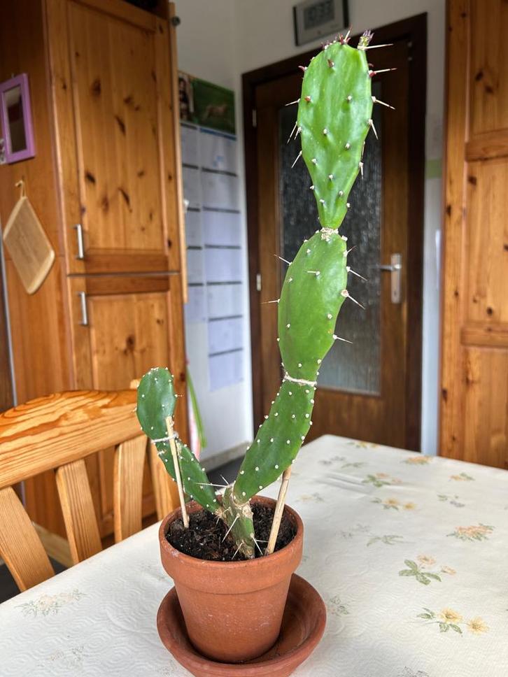 Prachtige cactus in terracotta, Huis en Inrichting, Kamerplanten, Cactus, Bloeiende kamerplant, Volle zon, In pot, Ophalen of Verzenden
