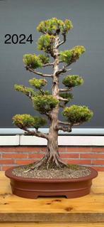 Japanse Ceder Bonsai (Sugi), Tuin en Terras, Ophalen