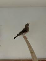 Edelzangers, Dieren en Toebehoren, Vogels | Overige Vogels, Geringd