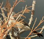 roodkuifkardinalen 2025, Meerdere dieren, Tropenvogel, Geringd