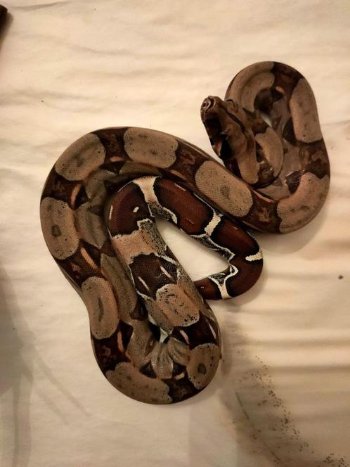 Boa constrictor constrictor juvénile Guyana Surinam, Dieren en Toebehoren, Reptielen en Amfibieën, Slang, 0 tot 2 jaar